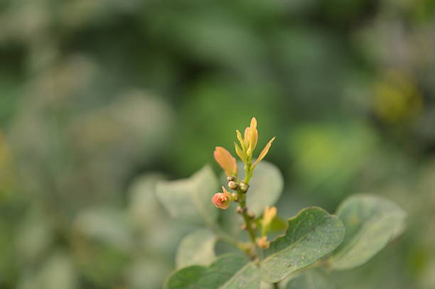 A detailed close-up of vibrant green leaves glowing in bright natural light, set against a soft, blurred nature background. Ideal for eco themes, wellness, botanical design, and natural freshness concepts.