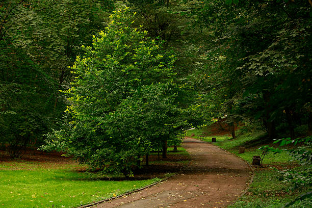 spruce trees and walking trail evergreen plants foliage environment space spring time season dusk lighting conditions