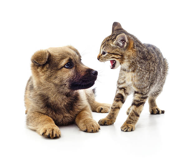 istock Cute puppy and hissing kitten on white background. 2249924088