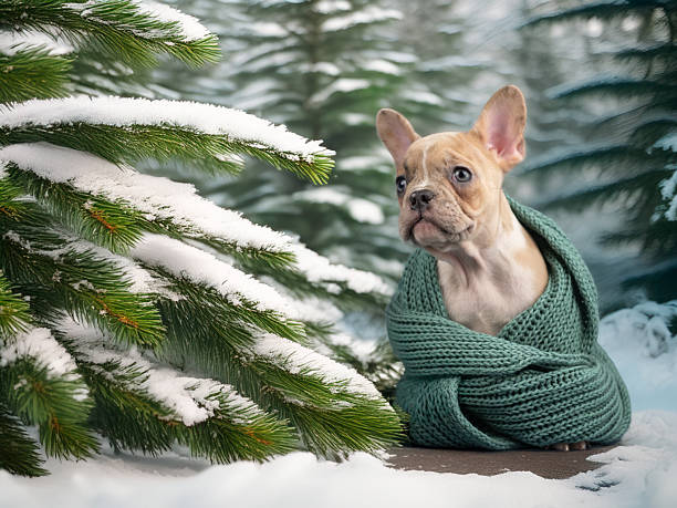 A puppy wrapped in a scarf. Winter forest with snow-covered trees. High quality photo