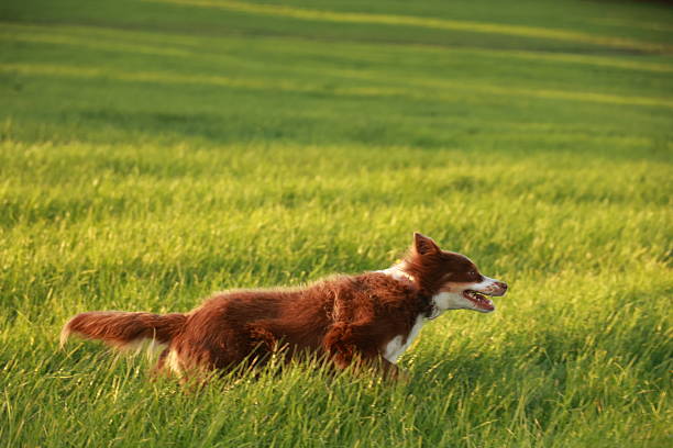 Brown and white dog is running through a field of grass. The dog is happy and energetic, and the grass is lush and green. .