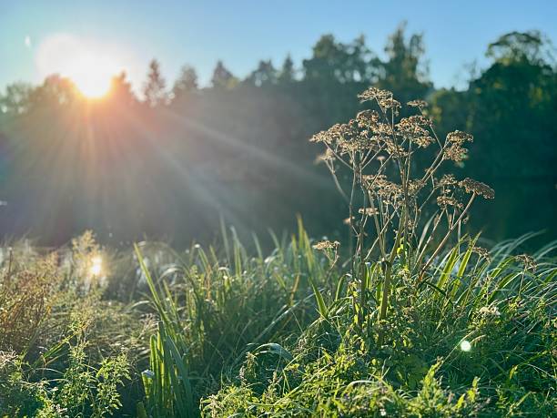 istock Field of grass with a sun shining on it 2249930409