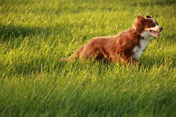 Brown and white dog is running through a field of grass. The dog is looking to the right and he is enjoying itself. .