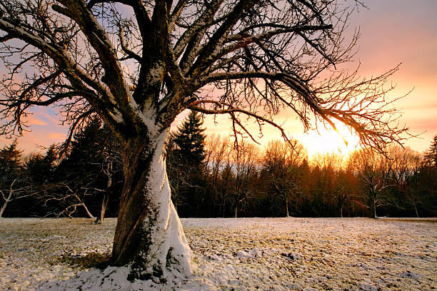 Fresh snow winter landscape