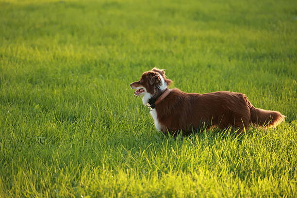 Brown and white dog is standing in a green field. The dog is looking at the camera and he is curious. .