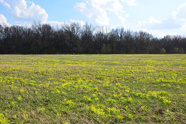 istock Expansive Field with yellow flowers Leading to a Distant Forest Under a Blue Sky 2249932804