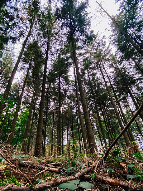 istock Tall evergreen trees rise majestically towards the sky in a dense forest, with fallen branches and lush undergrowth creating a rich natural environment 2249934952