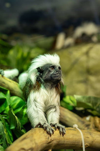 istock Small Monkey Perched on a Branch Surrounded by Lush Greenery, Showcasing Its Unique White Fur and Expressive Face in a Vibrant Habitat 2249935208