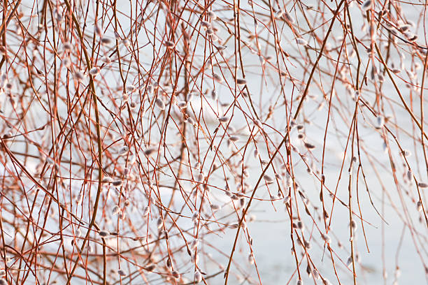 Twigs of flowering willow in spring, willow catkins on the background of a frozen river