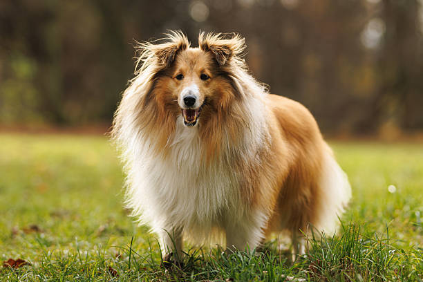 istock Shetland sheepdog standing on grass in autumn park 2249936990
