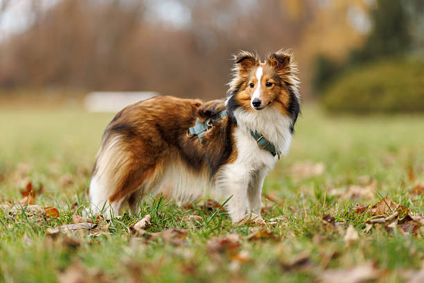 Side view of a young shetland sheepdog wearing a harness and standing on grass with autumn leaves.