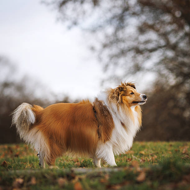 istock Shetland Sheepdog Standing on Meadow in Soft Light 2249937015