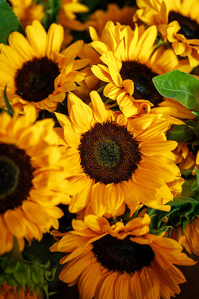 istock Bright Sunflower Cluster with Green Leaves 2249937029