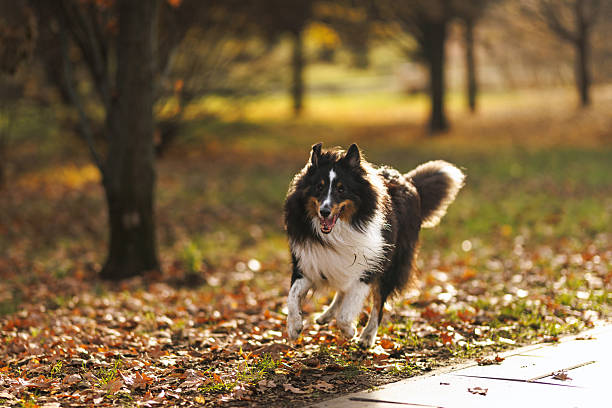 Sheltie Sheep Dog in Forest.