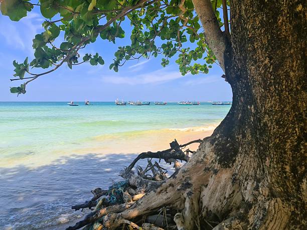 istock Tree gives shade on beach with clear turquoise water 2249939312