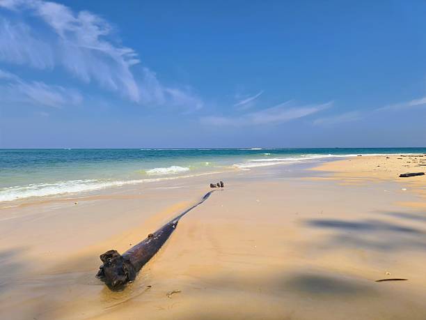 Endless tropical beach with driftwood and blue skyes.