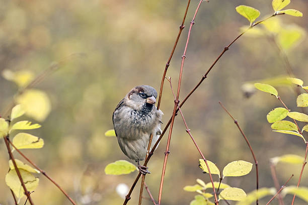 An autumn sketch with a sparrow. House sparrow (Passer domesticus) on the bush of Common snowberry (Symphoricarpos albus).