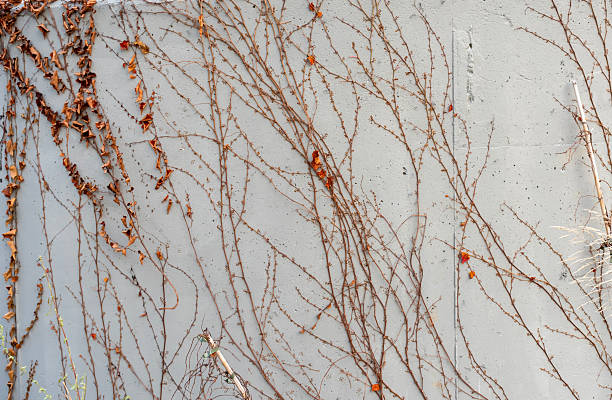 istock Dry thin branches of a climbing plant evenly spread along a light concrete wall, creating a natural decorative pattern 2249941328