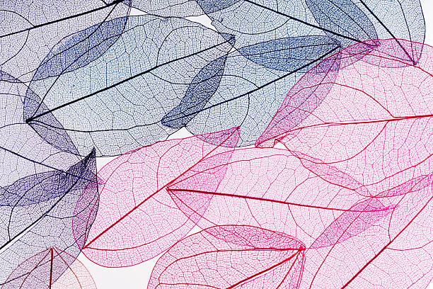istock Transparent leaf skeletons on white background 2249944313