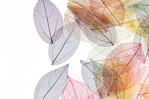 istock Transparent leaf skeletons on white background 2249944317