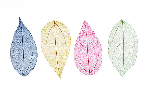 istock Transparent leaf skeletons on white background 2249944731