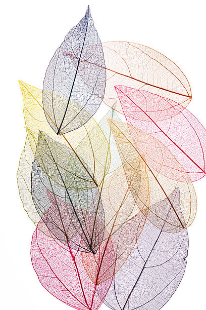 istock Transparent leaf skeletons on white background 2249944747