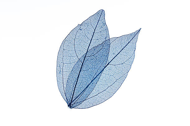 istock Transparent leaf skeletons on white background 2249944796