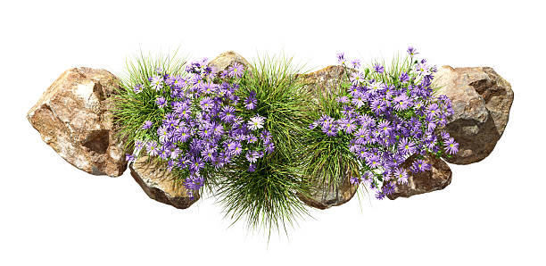 istock Aerial view violet flowery with rocks environmental on white backgrounds 3d render 2249944801