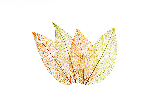 istock Transparent leaf skeletons on white background 2249944803