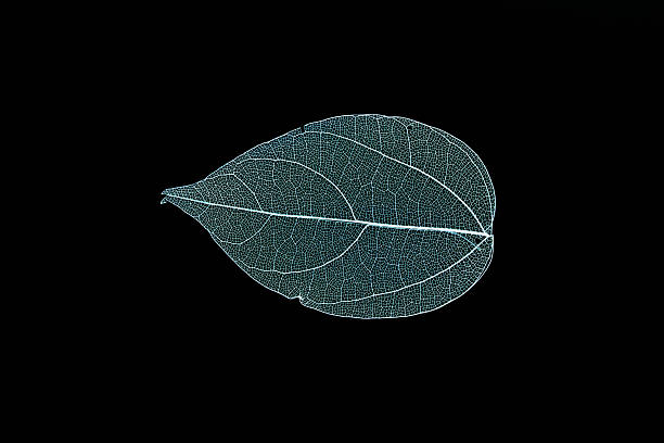 istock Transparent leaf skeletons on black background 2249944987