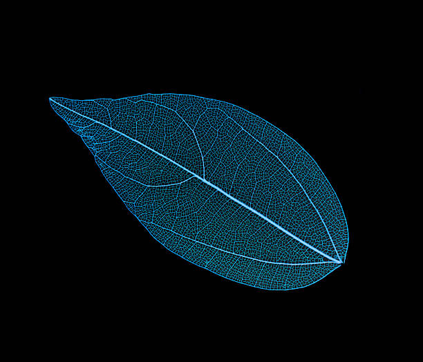 Transparent leaf skeletons on black background