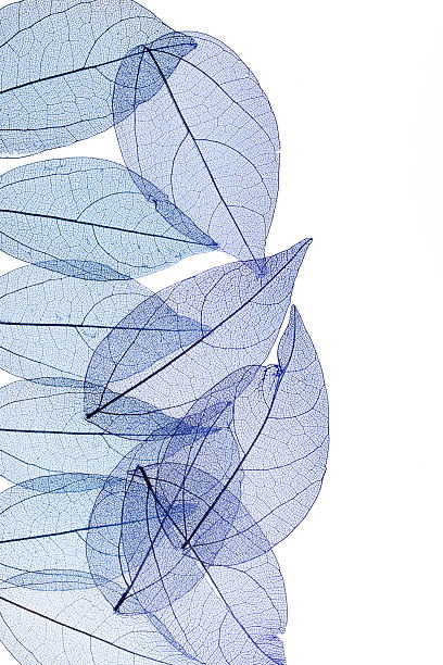 istock Transparent leaf skeletons on white background 2249945133