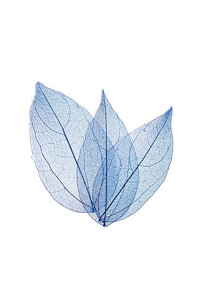 istock Transparent leaf skeletons on white background 2249945423
