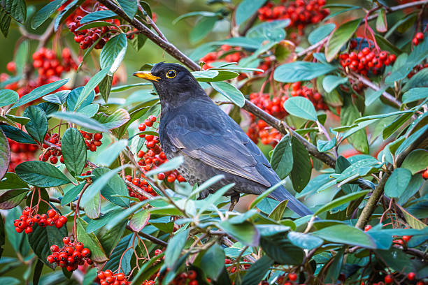 istock Male blackbird on branch with berries 2249949603