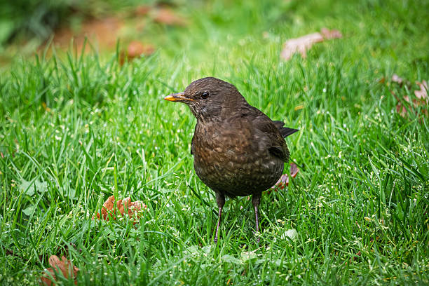 Close-up of a Song Thrush (Turdus philomelos) hunting on a lawn for food.