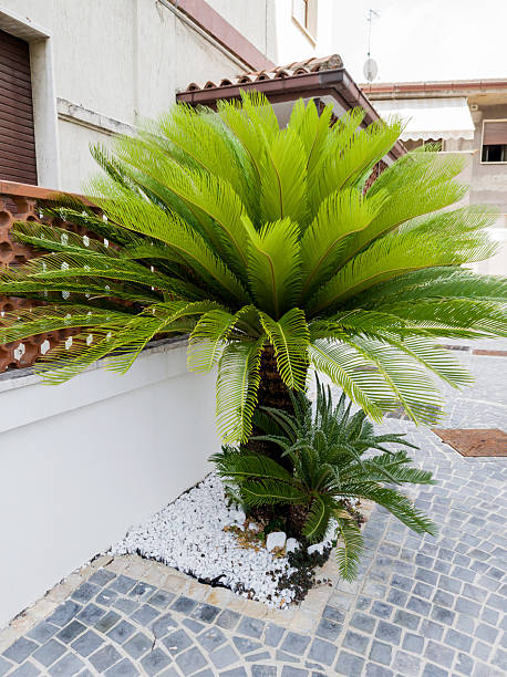 istock Green little urban palm 2249949875