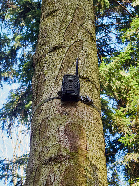 istock Wildlife Trail Camera Attached to a Tree Trunk in the Forest 2249950212