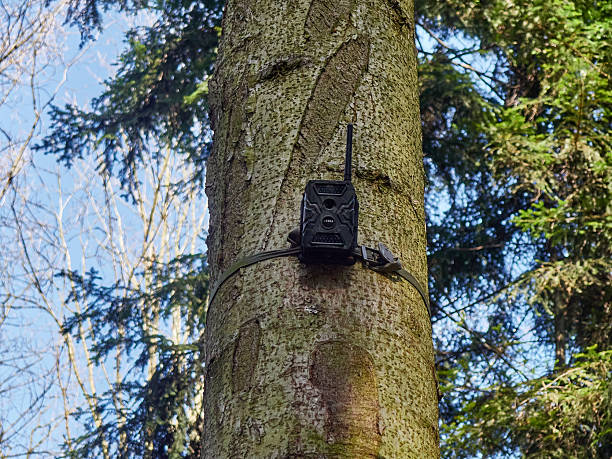 istock Wildlife Trail Camera Attached to a Tree Trunk in the Forest 2249950218