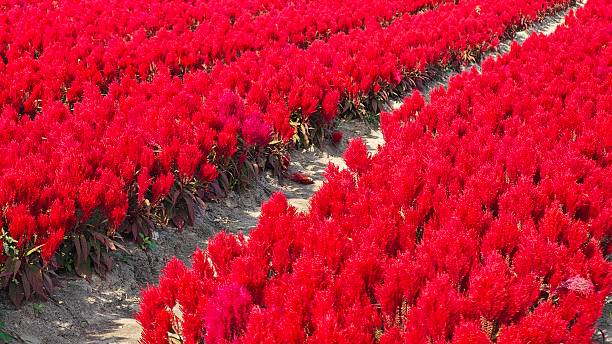 istock Red Celosia Argentea or Plumped Cockscomb Flowers. 2249950267