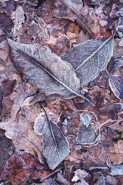 istock Frost on the fallen leaves, winter background 2249951722