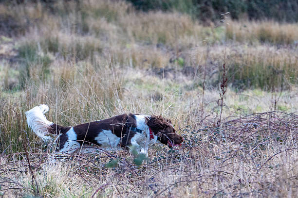istock English Springer Spaniel running through wild meadow 2249954423