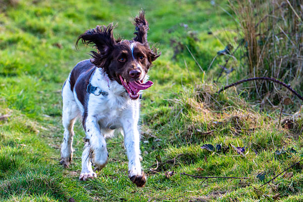 Dog (English Springer Spaniel) running in a flower meadow
