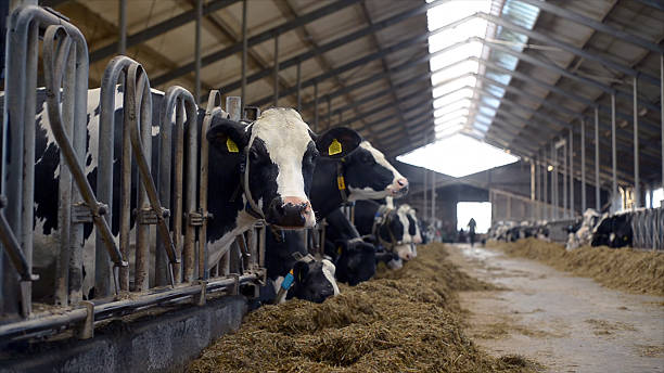 istock dairy cows eating hay inside modern livestock barn 2249954745
