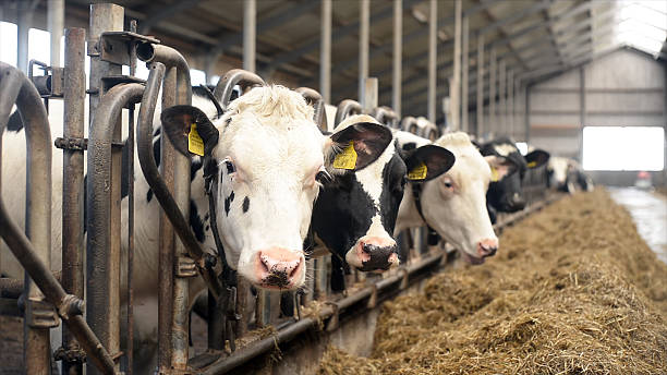 istock dairy cows eating hay in modern livestock barn 2249954947