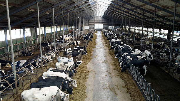 istock dairy cows resting and eating hay 2249954967