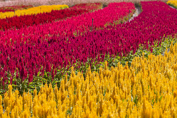 istock Field of colorful cockscomb flowers 2249955921