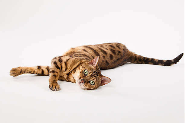 istock Bengal cat resting with gaze toward camera 2249956487