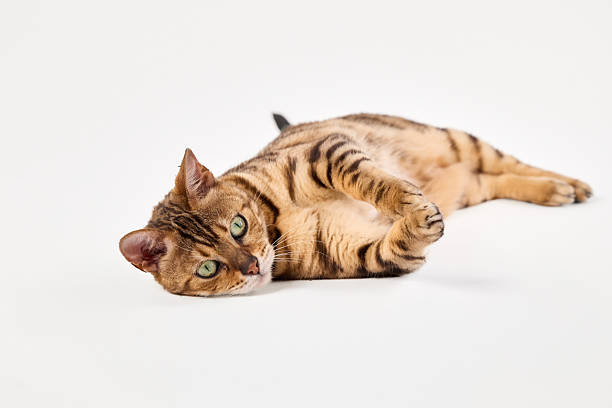 istock Bengal cat lying on side with wide eyes 2249956497