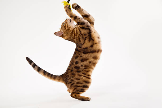 istock Bengal cat jumping upward toward toy 2249956515