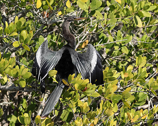 istock Anhinga bird with wings spread wide in a Florida mangrove tree 2249957346